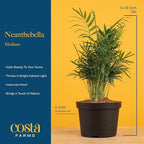 Costa Farms Parlor Palm, Neanthebella, Easy to Grow Houseplant Potted in Décor Plant Pot, Everyday Gift for Mom, For Wife, From Daughter, Son, Room or Home Decor, 1 Foot Tall