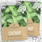 Catnip Seeds – Two Seed Packets! – Over 880 Open Pollinated Non-GMO Seeds – Sweet Yards Seed Co.