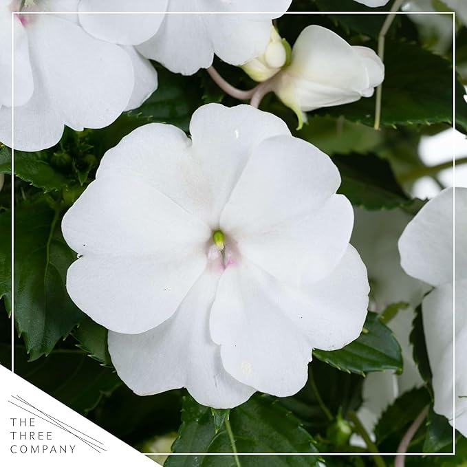Live Flowering New Guinea Impatiens - White (3 Plants Per Pack) - Beautiful Shade Flowers - 12" Tall by 5" Wide in 1 Qt Pot