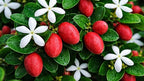 Natal Plum | 3 Live Plants | Carissa Macrocarpa | Fast Growing Shrub, Evergreen Foliage, Fragrant White Flowers, Drought Tolerant, Low Maintenance, Coastal Gardens, Indoor Bonsai