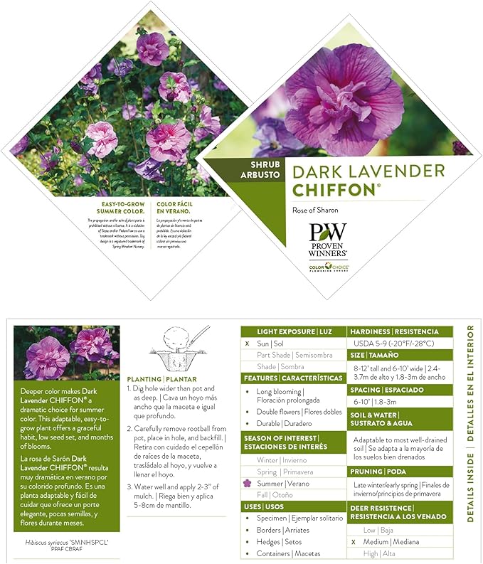 Proven Winners 2 Gal. Dark Lavender Chiffon Rose of Sharon (Hibiscus) Shrub