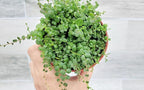 String of Turtles Peperomia Prostrata Plants Live Houseplants, Rare Indoor Plants, Fully Rooted Live Indoor Plants in 4-Inch Pot by 3exoticgreen