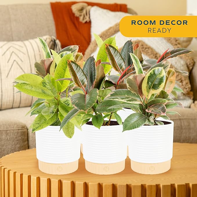 Costa Farms Indoor Live Plants in Decorative Pot, Indoor Houseplant, Perfect for Home, Room, or Office Decor, Great House Warming or Birthday Gift, 12-18 Inches Tall, Pack of 6