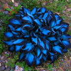 Hosta Seeds for Planting, 300+pcs Rare Perennial Hosta Flower Seeds, Non-GMO Heirloom Long Blooming Plants Shaded Entry Pathway Flowers for Garden Outdoors