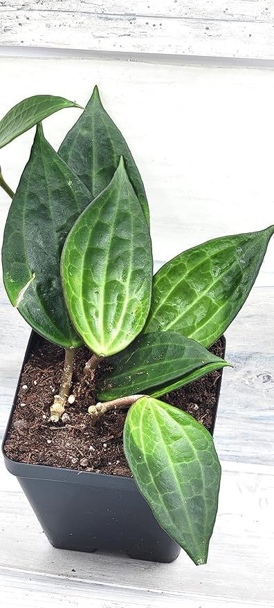 Hoya macrophylla Green Plant in 4 inch Pot Nursery Plant Pot Live Rare Exotic Tropical Indoor House Plants Easy to Grow Housewarming Gift Decoration Gift for Home or Office by 3exoticgreen