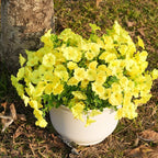 Fanfantoey Artificial Flowers for Outdoor, UV Resistant Fake Plants Outside Decoration, 14 Pcs Realistic Silk Morning Glory Faux Flowers for Porch Patio Gardens Home Decor(Yellow)