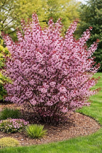 Purple Leaf Sand Cherry Live Plant – Prunus Cistena Ornamental Shrub – Pink Spring Blossoms with Deep Purple Foliage – Hardy Landscape Flowering Bush for Outdoor Gardens (5 Trees)