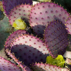 8 Months Old Purple Prickly Pear Cactus Plants Live Potted, 4-6 Inch Tall, Prickly Cactus Live Plant Indoor Outdoor Planting, Hardy Succulent for Home or Garden