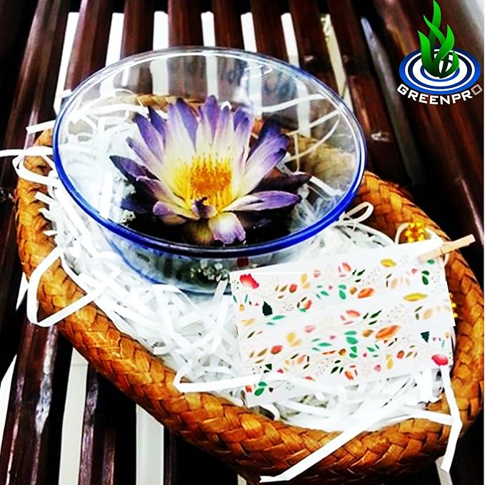 Live Aquatic Plant Nymphaea King of Blue Siam Tropical Water Lilies Tuber for Aquarium Freshwater Fish Pond Decorations by Greenpro