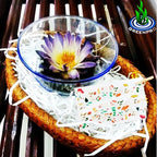 Live Aquatic Plant Nymphaea King of Blue Siam Tropical Water Lilies Tuber for Aquarium Freshwater Fish Pond Decorations by Greenpro