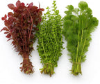 Live Freshwater Aquarium Plant Bundle Mixed Stem Plants for Fish Tanks