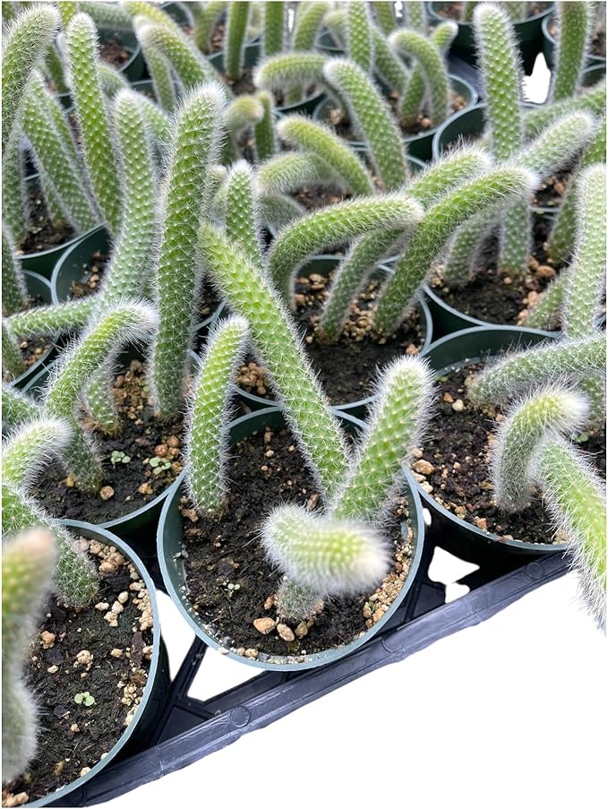 Rare Monkey Tail Cactus (Hildewintera colademononis) 4Inch Pot Around 3-4 Tails Around 3-8 in Inches for Each Tail Rooted and Healthy