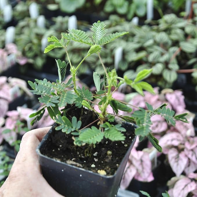 Mimosa pudica, Sensitive Plant, Touch-Me-Not, Bashful, Houseplant, Live Flowering Perennial with Foliage that Moves When Touched or Brushed, Cnt Sz: 3"