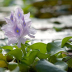 Chalily Water Hyacinth Floating Pond Plants Live Aquatic Plant Great for Koi Ponds Flowering and Fast Growing Hyacinths Cannot Ship to Some States (48)