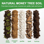 All-Natural Money Tree Soil & Indoor Potting Mix 4QT - Drainage-Enhanced Plant Soil for Healthy Indoor Plants