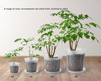 8 pcs 5/6/7/8 inch Large Clear Nursery pots for Plants with Saucers,Thick Plastic Nursery pots for Plants with Drainage Holes for Monstera Plant Live,Ariod,etc