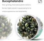 Ultum Nature Systems Live Tissue Culture - Bucephalandra Kedagang Japan- Easy - Low to Medium Light - Dark Green and Red Accent - Foreground to Midground - 100% Snail Free Grown in-Vitro - Small Cup