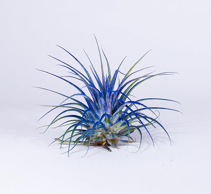 Air Plants - Tillandsia Ionantha - Organically Enhanced Color - Live Arrival Guaranteed - House Plants for Home Decor & Gift (Blue Bell 5pk)