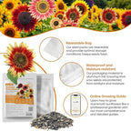 Groundio Sunflower Seeds for Planting, 15+ Varieties, 1 Oz, 300+ Mixed Seeds to Plant Colored Sunflower for Outdoors, Garden, Attracts Pollinators