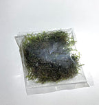 Marcus Fish Tanks Java Moss Freshwater Aquarium Plants Java Moss Live Plant for Aquarium