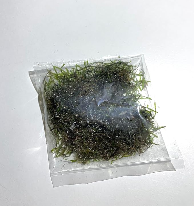Marcus Fish Tanks Java Moss Freshwater Aquarium Plants Java Moss Live Plant for Aquarium