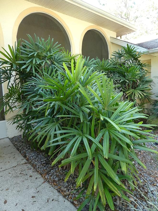 Lady Palm - Live Plant in an 6 Inch Growers Pot - Rhapis Excelsa - Beautiful Clean Air Indoor Outdoor Houseplant