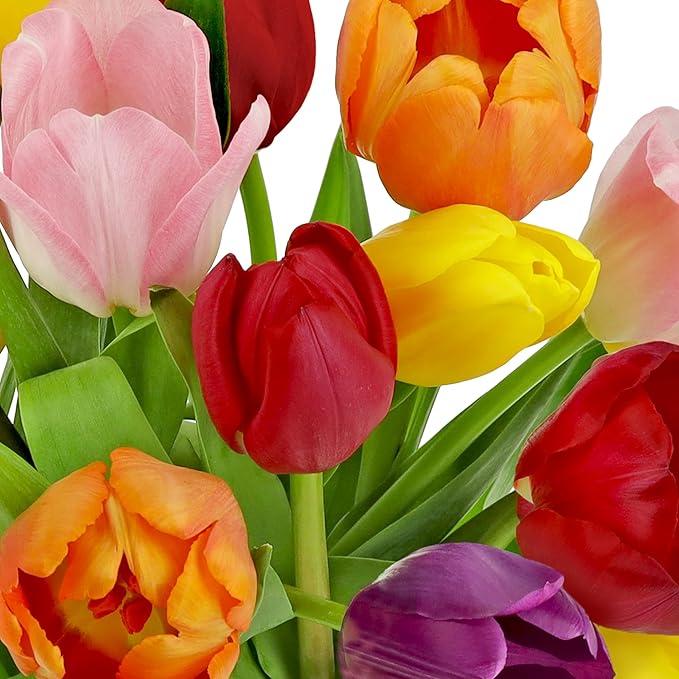 Benchmark Bouquets - Rainbow Tulips - Fresh Flowers for Delivery - Mothers Day Flowers for Mom - Mothers Day Gifts - Birthday Flowers for Women - Glass Vase Included (20 Stems)