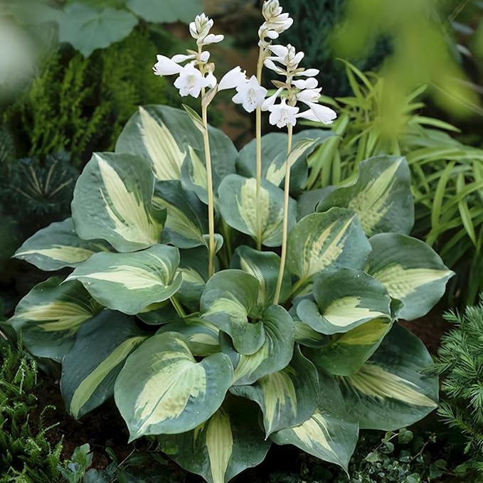 Hosta Seeds for Planting, 300+pcs Rare Perennial Hosta Flower Seeds, Non-GMO Heirloom Long Blooming Plants Shaded Entry Pathway Flowers for Garden Outdoors