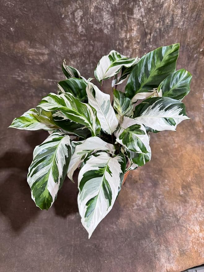 PLANTVERS Calathea Stella in a 6" Grow Pot – Calathea White Fusion – Low Light White Fusion Plant - Easy Care Tropical Houseplant - Variegated Indoor Plant