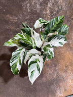 PLANTVERS Calathea Stella in a 6" Grow Pot – Calathea White Fusion – Low Light White Fusion Plant - Easy Care Tropical Houseplant - Variegated Indoor Plant
