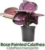 Calathea Plant Live Prayer Plant Live Indoor Plant, Calathea Live Plant Live House Plant Live Plants Indoor, Live Houseplants Live Prayer Plants Live House Plants by Plants for Pets, Black