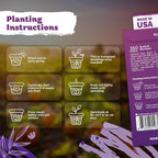 KVITER 350 Spotted Bee Balm Seeds (Monarda Punctata) - Horsemint, Aromatic Oregano Scent, Pollinator Favorite Wildflower, Non GMO Heirloom Seed - Biennial Flower Seeds in Seed Packets for Outdoors