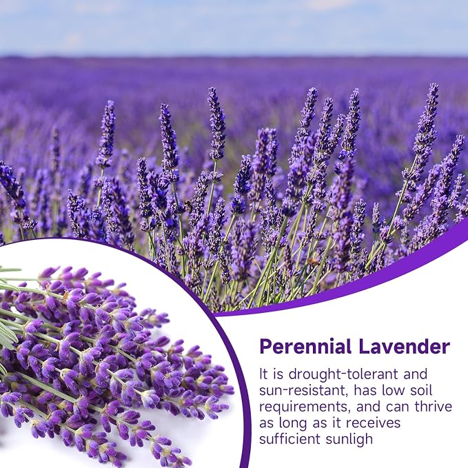 Groundio 1500+ English Lavender Seeds for Planting, Non-GMO | Heirloom | High Germination Dwarf Lavender Herb Seeds for Indoor & Outdoor Pollinator Attract (Lavandula Angustifolia)