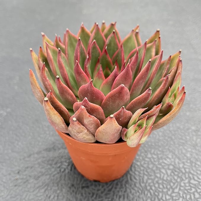 Sprout N Green Echeveria Agavoides Wild Horse, Live Succulent Plant Fully Rooted in 4" Pots with Soil Mix, Real Houseplant for Indoor Outdoor Home Office Wedding Decoration Party Favor