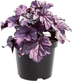 Live Heuchera (Coral Bells) - Shades of Purple - Beautiful Shade Perennial - Healthy Spring Plant - 12" Tall by 6" Wide in 2.5 Qt Pot