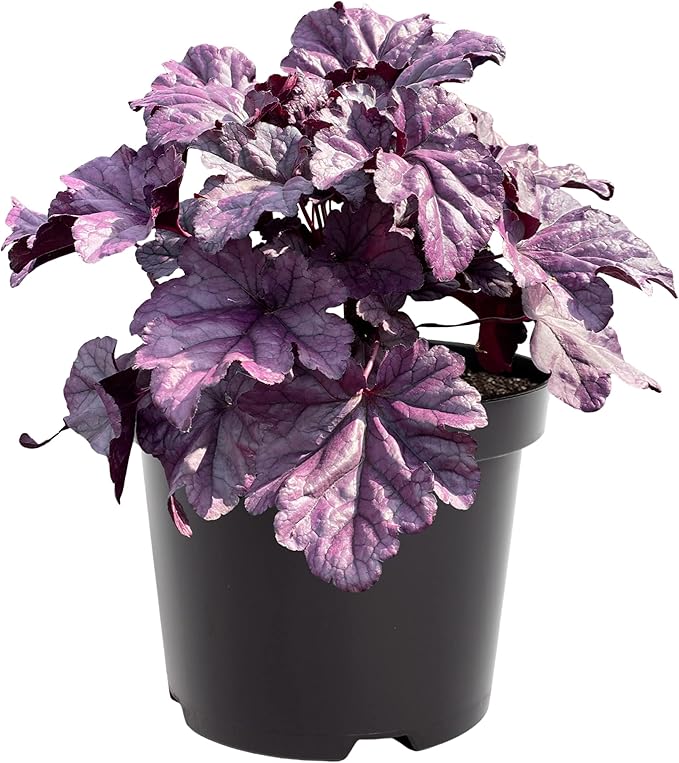 Live Heuchera (Coral Bells) - Shades of Purple - Beautiful Shade Perennial - Healthy Spring Plant - 12" Tall by 6" Wide in 2.5 Qt Pot