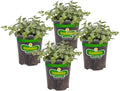 Bonnie Plants Peppermint Live Edible Aromatic Herb Plant - 4 Pack, Pet Friendly, Low Light, Part Shade