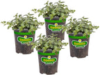 Bonnie Plants Peppermint Live Edible Aromatic Herb Plant - 4 Pack, Pet Friendly, Low Light, Part Shade