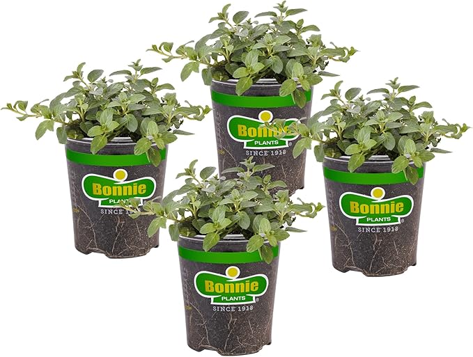 Bonnie Plants Peppermint Live Edible Aromatic Herb Plant - 4 Pack, Pet Friendly, Low Light, Part Shade