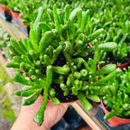 Live Succulent Plant in 4 Inch Pot, Green Finger-Like Foliage, Easy Care Indoor House Plant