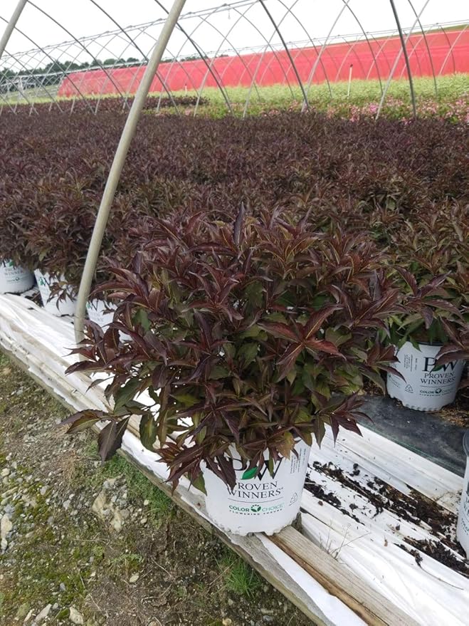 Proven Winners - Weigela florida Spilled Wine (Weigela) Shrub, pink flowers, #2 - Size Container