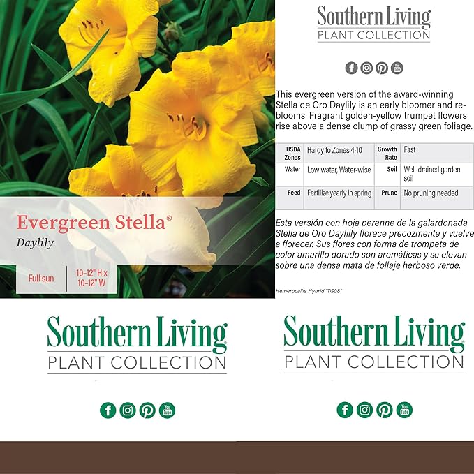 Southern Living 1 Gal. Stella Daylily Plant