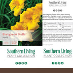 Southern Living 1 Gal. Stella Daylily Plant