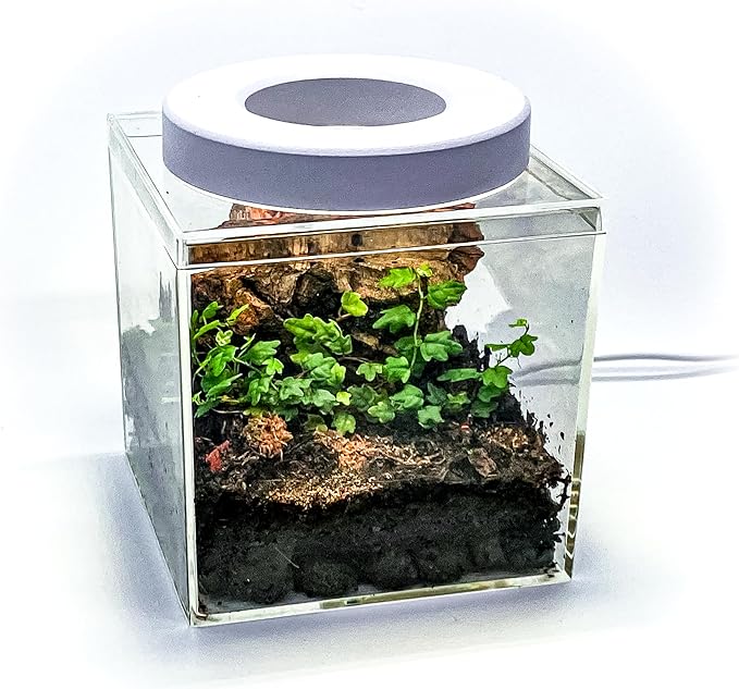 Generic Tiny Terrarium Kit for Springtails (4x4 inch) - BioActive Enclosure, Live Tropical Plants, LED Grow Light, Soil & Drainage, White