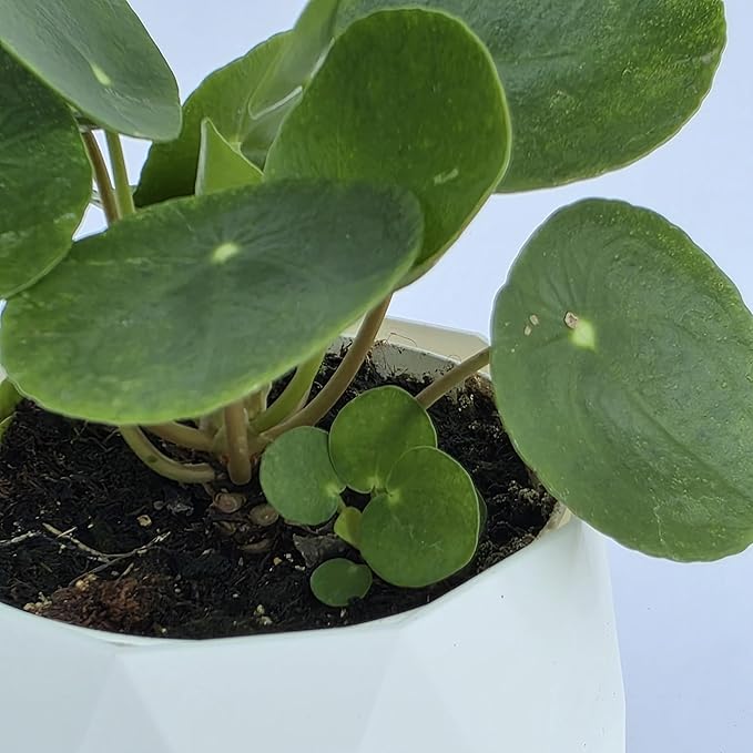 Chinese Money Plant Live (Pilea Peperomioides) | Available in 2.5 Inch & 4 Inch Nursery Pot or Add Our Geometric Self-Watering Planter | Air Purifying (Self-Watering Planter, 2.5 inch Pot)