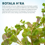 SubstrateSource Live Aquarium Stem Plants - Freshwater Aquatic Plant for Fish Tanks, Aquascaping - (Rotala H'Ra, 4 Bunches)