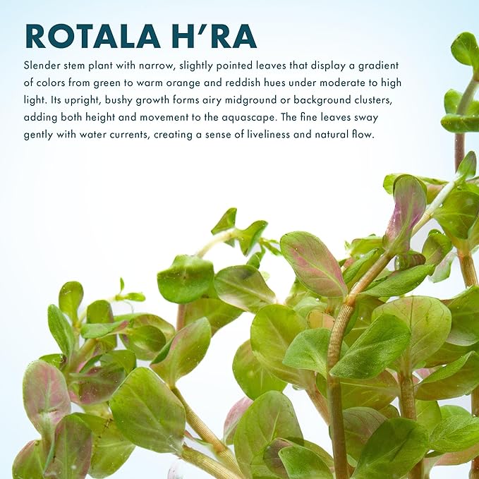 SubstrateSource Live Aquarium Stem Plants - Freshwater Aquatic Plant for Fish Tanks, Aquascaping - (Rotala H'Ra, 4 Bunches)