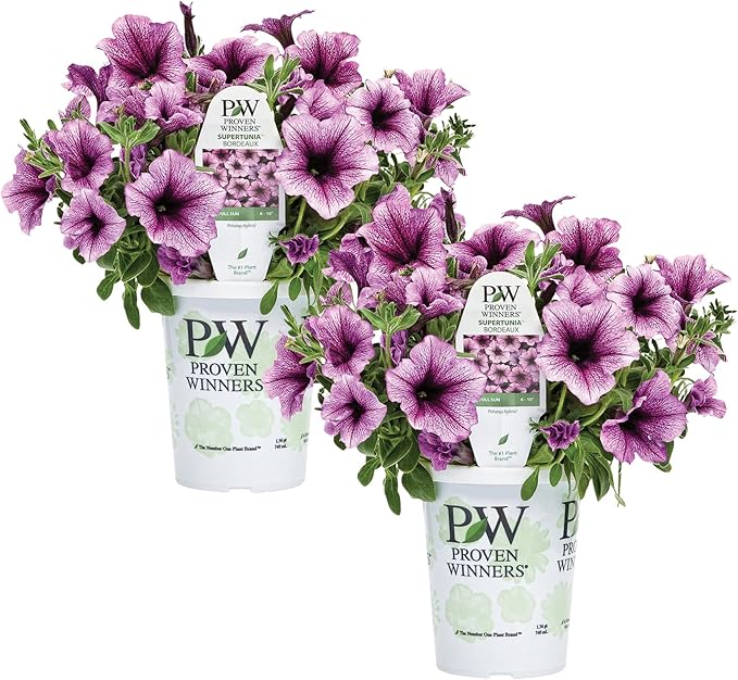 Proven Winners® Petunia Plant - Supertunia Bordeaux - 2 Pack - Annual Flower for Spring & Summer Blooms - 6" Tall x 6" Wide, 1.56 Pt Pot