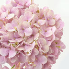 ZYTUYO 4PCS 20'' Real Touch Hydrangea Artificial Flowers Light Pink Champagne Faux Hydrangeas for Spring Porch Home Wedding Floral Arrangements Outdoor Party Baby Shower Table Centerpiece Xmas Decor