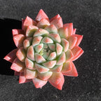 FWPP Succulents Plants Live Echeveria Beauty,Mini Succulents Red 3 inches Mini Succulents,Bare Root Without Pot,Succulent Plant Live Decoration Plant Gifts
